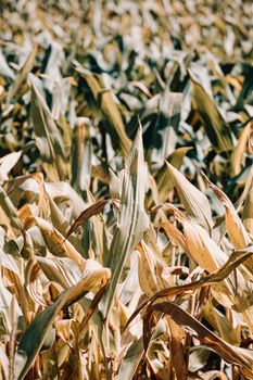 A close up of a cornfield on vintage tones