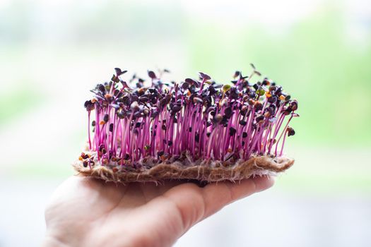 Purple micro-green radish sprouts in your hand. 