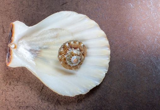 Background of seashell close-up. Mollusk seashell texture.