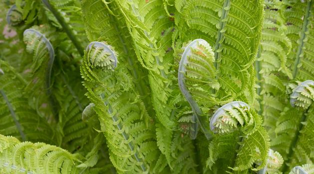 Swirls of green fern on a flower bed in the garden