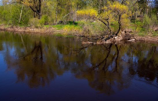 Young branches of trees with fresh leaves are reflected in the forest river on a windy spring sunny day.