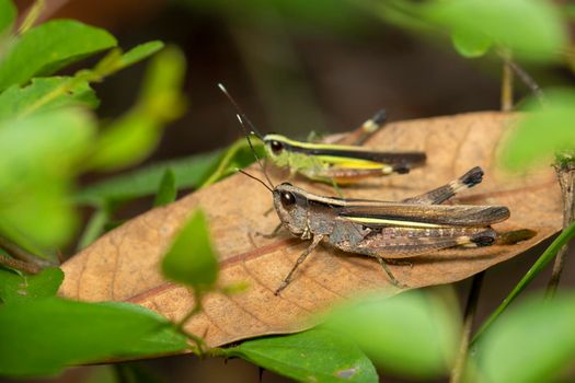 Image of sugarcane white-tipped locust grasshopper (Ceracris fasciata)on brown leaves. Insect, Animal.