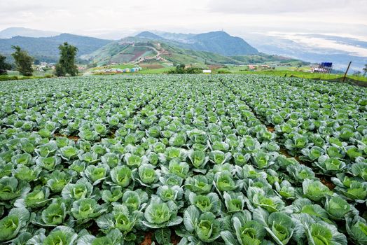 Cabbage rows in cultivation plot