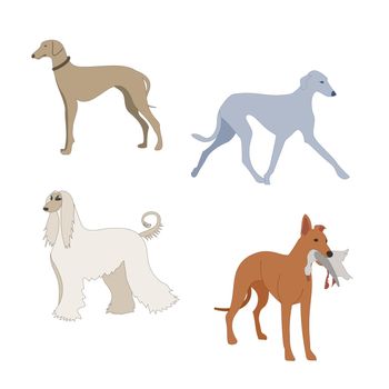Illustrations of Greyhound hunting dogs