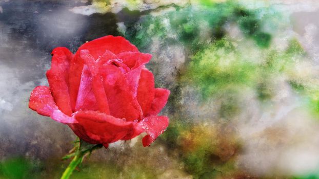 Abstract style add grunge texture for vintage background, close-up red rose flower blooming on the branch, 16:9 wide screen
