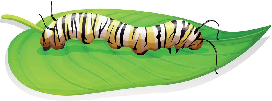 Monarch butterfly - Danaus plexippus - larva stage