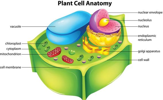 Plant cell anatomy