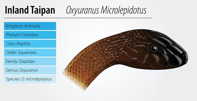 Oxyupanus microlepidotus illustration