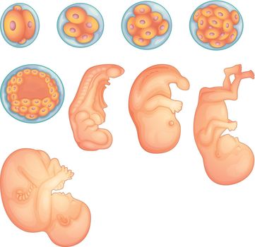 Stages in human embryonic development
