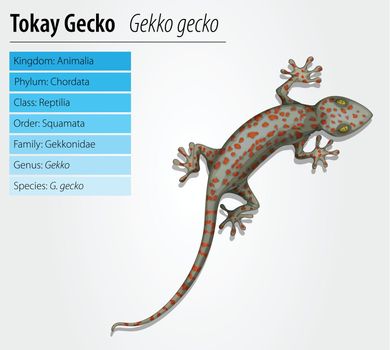 Tokay gecko - Gekko gecko