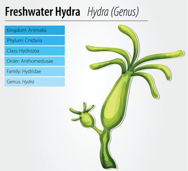 Freshwater hydra