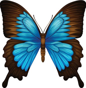 Blue Mountain Swallowtail