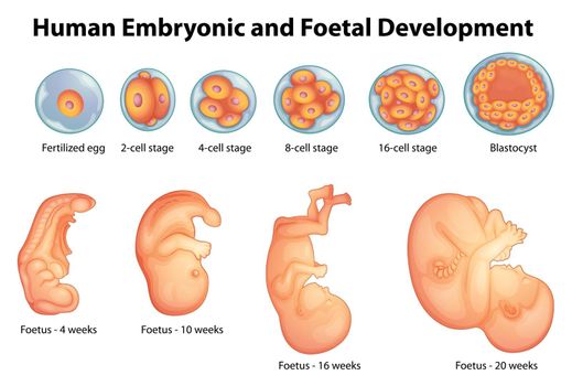 Stages in human embryonic development
