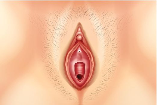 Human Vagina