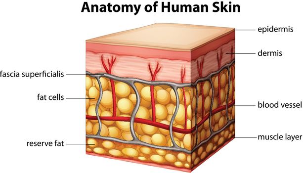 Human skin anatomy