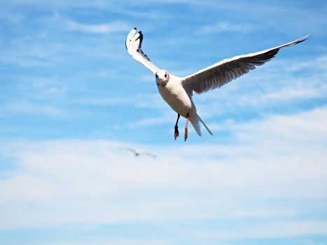 Sea gull in blue sky. Wild seagull bird flies. Blue sky 