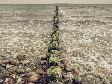 The row of old wooden piles as  breakwater in front of the stony beach