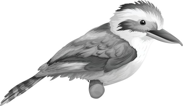 A kookaburra