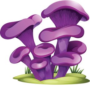 Purple fungi