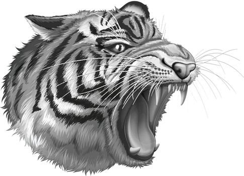A grey tiger roaring