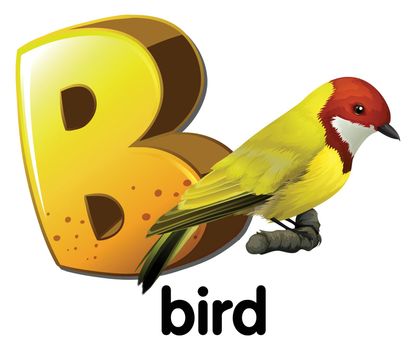 A letter B for bird