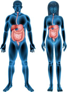 Human digestive system