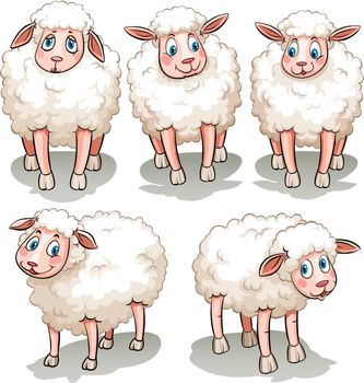 Five white sheeps