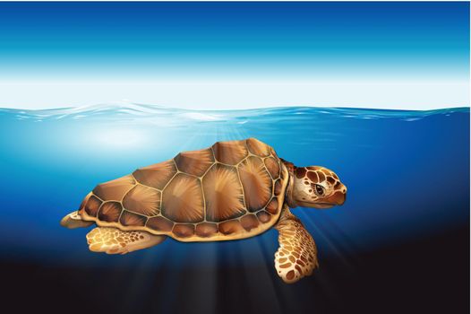 A sea turtle in water