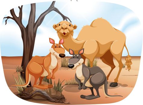 Camel and kangaroos standing in the desert