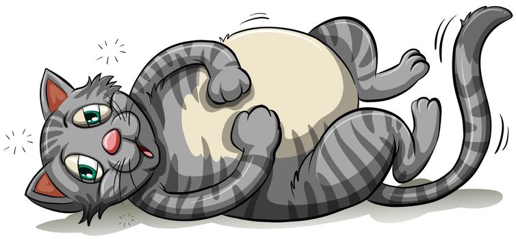 A fat gray cat