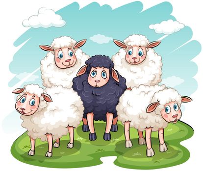 Five sheeps