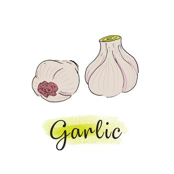Garlic, bulbs of garlic in sketch style