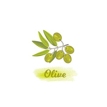 Olive branch in vintage style