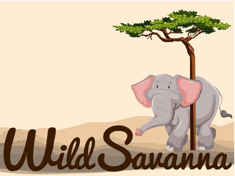 Wild elephant in savanna