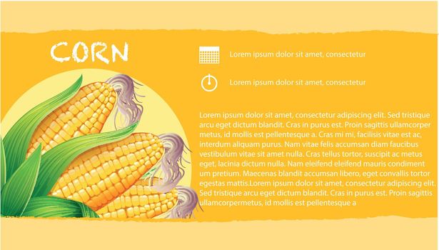Infographic with corn on the cob