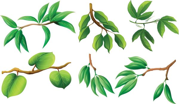 Different type of leaves on branch