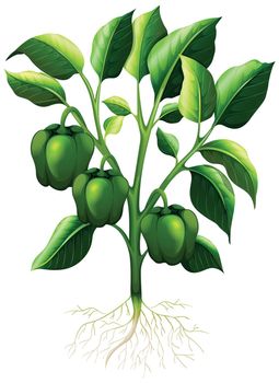 Green capsicum with roots