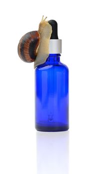brown snail sits on a blue glass transparent bottle with a pipette, booty product isolated on a white background