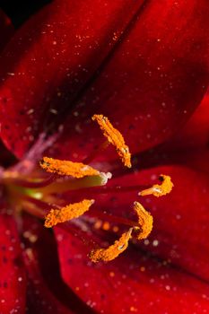 Blooming beautiful lily flowers in close up view