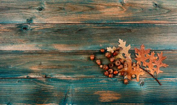 Dried oak leaves and acorns on faded blue wood for either a Halloween or Thanksgiving holiday background