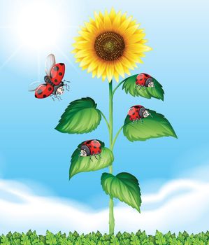 Ladybugs flying around sunflower