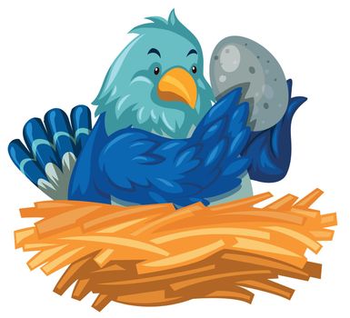 Blue bird hatching egg in nest