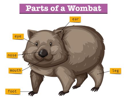 Diagram showing parts of wombat