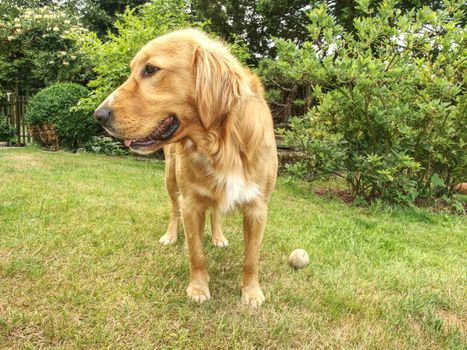 Golden Retrievers are very smart dog that are loyal and friendly