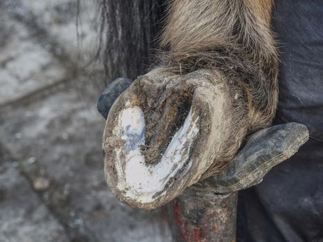 Farrier  trimming and balancing horses hooves