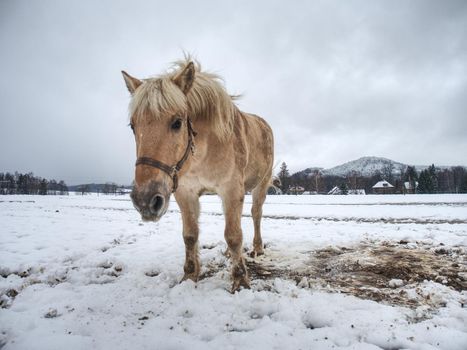 Nice white horse in fresh first snow. Snowy pasture
