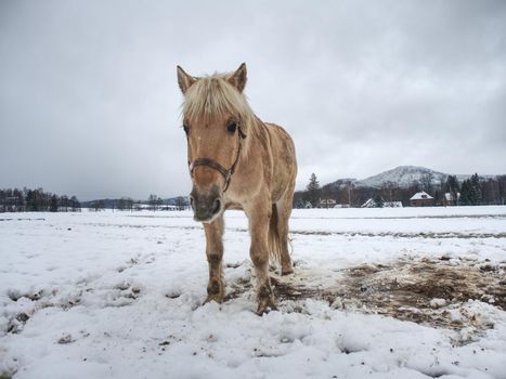 White horse in winter meadow. Wet dirty horse 