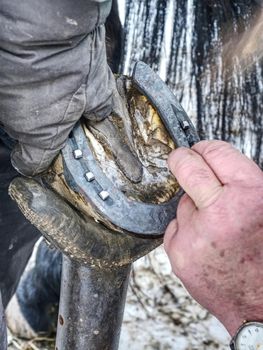 Farrier use nail and hammer on forged horsesshoe
