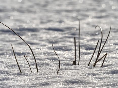 Frozen grass stalks stick out from meadow 