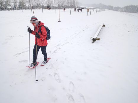 Sport body woman is hiking at horse farm with snowshoes